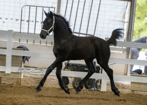 HorseID: 2301399 Eros of Majestic Friesians - PhotoID: 1084510
