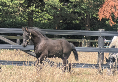 HorseID: 2301618 Einstein - PhotoID: 1083515