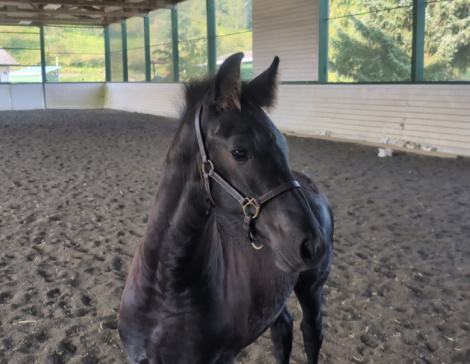 HorseID: 2301618 Einstein - PhotoID: 1083525