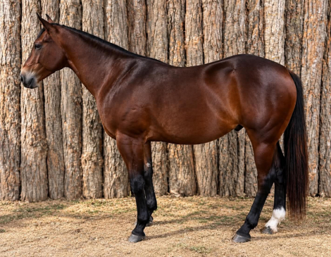 HorseID: 2301731 BROWNIE - PhotoID: 1099074