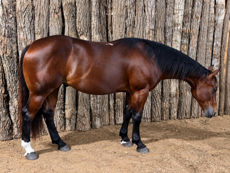 HorseID: 2301731 BROWNIE - PhotoID: 1099075