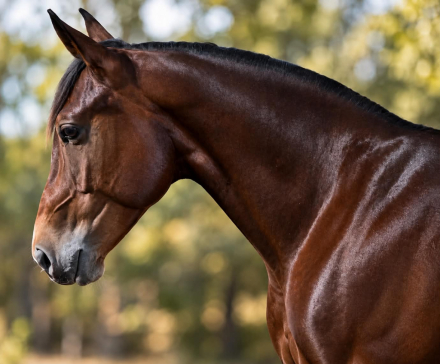 HorseID: 2301731 BROWNIE - PhotoID: 1099076