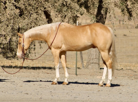 HorseID: 2301732 57 CHEVY - PhotoID: 1099062