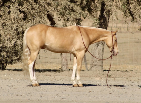 HorseID: 2301732 57 CHEVY - PhotoID: 1099063