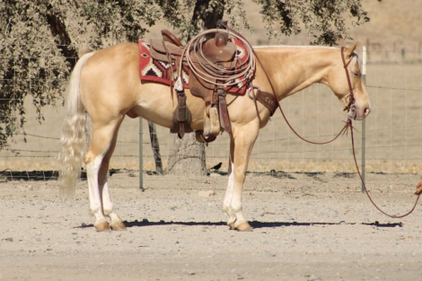 HorseID: 2301732 57 CHEVY - PhotoID: 1099064