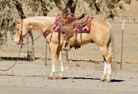 HorseID: 2301732 57 CHEVY - PhotoID: 1099065