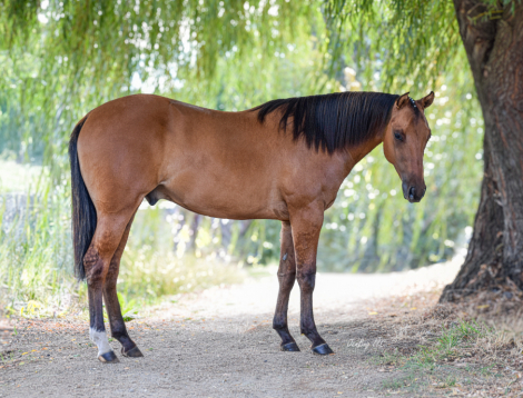 HorseID: 2301778 Zeus Drifting Penny - PhotoID: 1085455