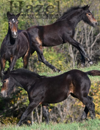 HorseID: 2301846 Hazel(FHH pending) - PhotoID: 1086647