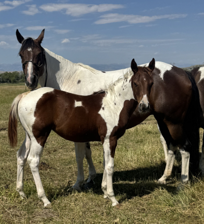 HorseID: 2301874 WYOMINGS RED ASPEN - PhotoID: 1087936