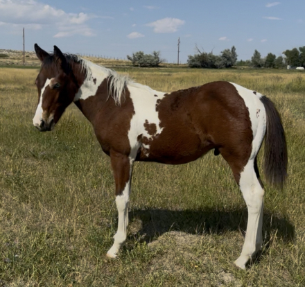 HorseID: 2301875 Bandit - PhotoID: 1087935