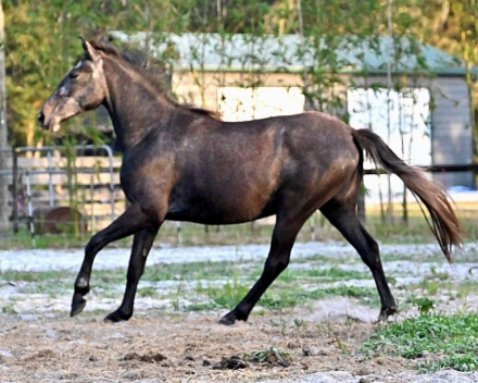 HorseID: 2302020 Noella - PhotoID: 1086816