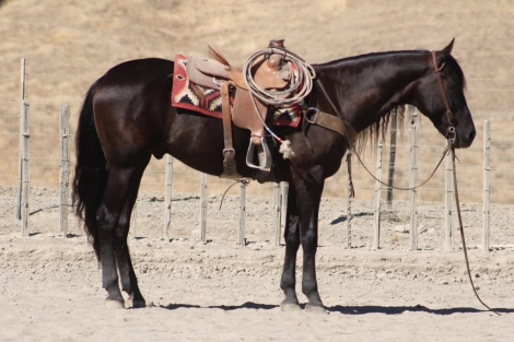 HorseID: 2302129 AVATAR - PhotoID: 1099634