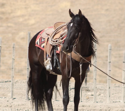 HorseID: 2302129 AVATAR - PhotoID: 1099635