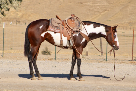 HorseID: 2302132 CHEYANN - PhotoID: 1101072