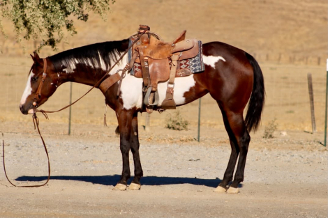 HorseID: 2302132 CHEYANN - PhotoID: 1101073