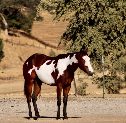HorseID: 2302132 CHEYANN - PhotoID: 1101074
