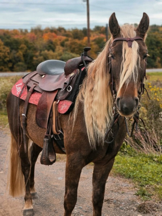 HorseID: 2302133 GRIFFIN - PhotoID: 1099039