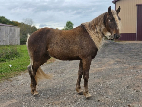 HorseID: 2302133 GRIFFIN - PhotoID: 1099040