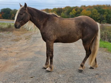 HorseID: 2302133 GRIFFIN - PhotoID: 1099041