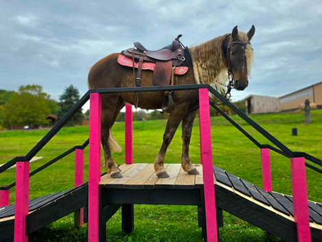 HorseID: 2302133 GRIFFIN - PhotoID: 1099042