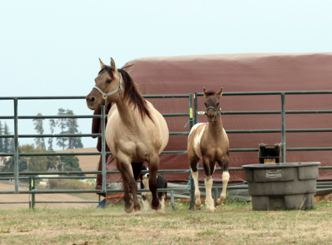 HorseID: 2302169 IJ CONTINETNAL MISS - PhotoID: 1084265