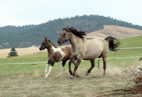 HorseID: 2302169 IJ CONTINETNAL MISS - PhotoID: 1084266