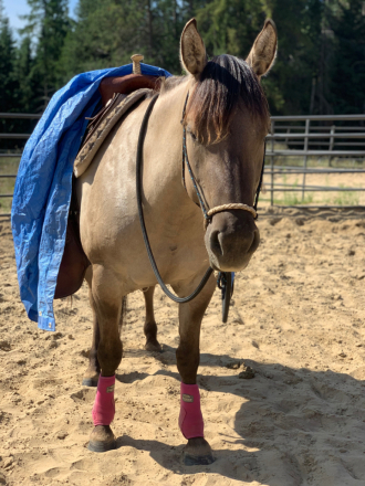 HorseID: 2302169 IJ CONTINETNAL MISS - PhotoID: 1084264