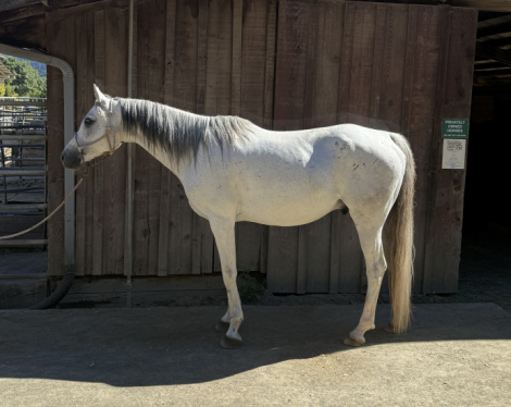 HorseID: 2302238 Goose - PhotoID: 1086091