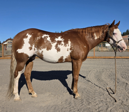 HorseID: 2302366 Rosa - PhotoID: 1086839