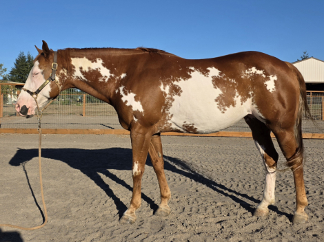 HorseID: 2302366 Rosa - PhotoID: 1086840