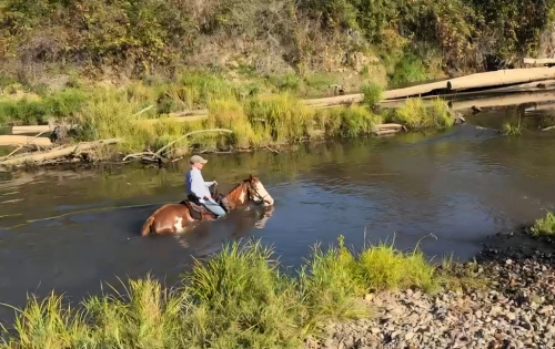 HorseID: 2302366 Rosa - PhotoID: 1086841