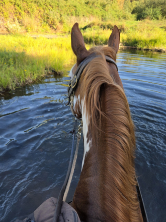 HorseID: 2302366 Rosa - PhotoID: 1086843