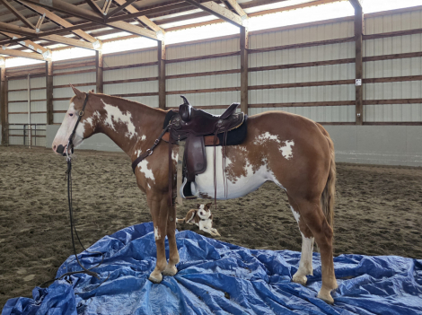 HorseID: 2302366 Rosa - PhotoID: 1086844