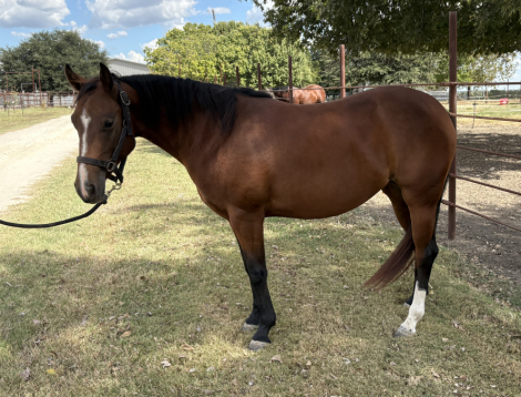 HorseID: 2302451 HD SMART LITTLE CAT - PhotoID: 1086352