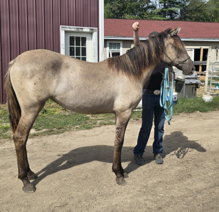 HorseID: 2302488 Lonnie - PhotoID: 1084730