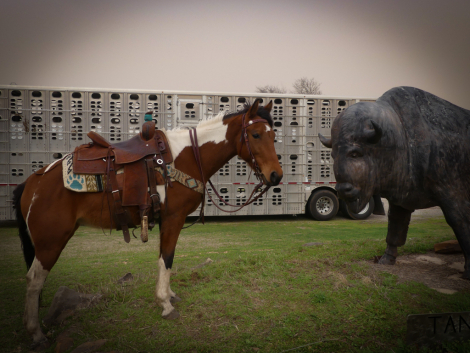 HorseID: 2302522 Estella - PhotoID: 1087537