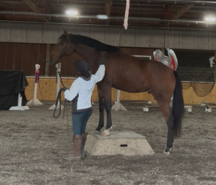 HorseID: 2302537 Number Juan - PhotoID: 1084776