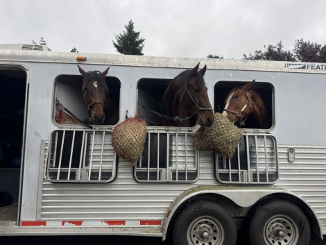 HorseID: 2302537 Number Juan - PhotoID: 1084777