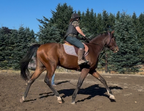 HorseID: 2302537 Number Juan - PhotoID: 1084778