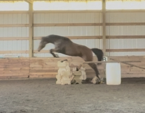 HorseID: 2302537 Number Juan - PhotoID: 1084779