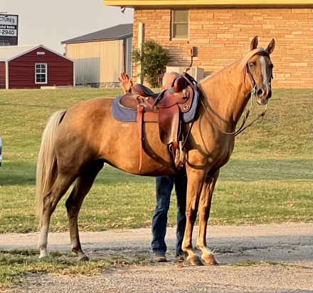 HorseID: 2302540 High Society Lady SDG - PhotoID: 1087570