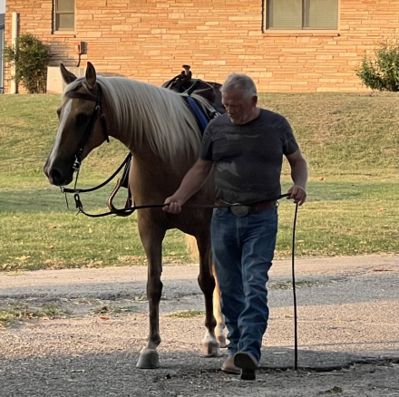 HorseID: 2302540 High Society Lady SDG - PhotoID: 1087571