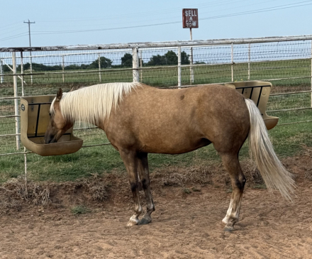 HorseID: 2302540 High Society Lady SDG - PhotoID: 1087573