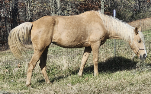 HorseID: 2302553 Triggers Little Bella - PhotoID: 1086159