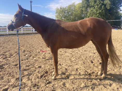 HorseID: 2302562 Save Ferris - PhotoID: 1085759