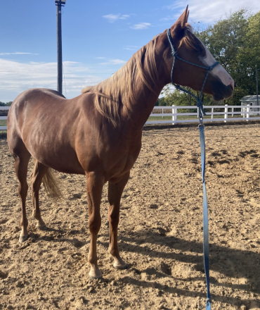 HorseID: 2302562 Save Ferris - PhotoID: 1086682