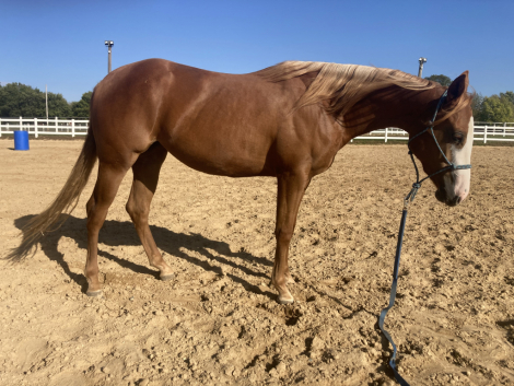 HorseID: 2302562 Save Ferris - PhotoID: 1086683