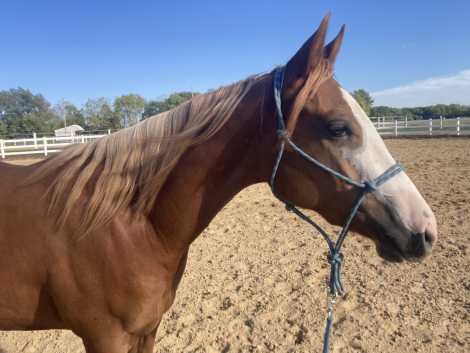 HorseID: 2302562 Save Ferris - PhotoID: 1086684