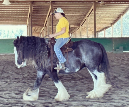 HorseID: 2302564 SD Miss Madame - PhotoID: 1086160