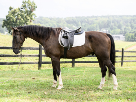 HorseID: 2302644 Honey Brook Prince - PhotoID: 1084904